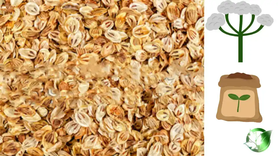 Commercial presentation of Persian Hogweed for wholesale product evaluation and buyer review.